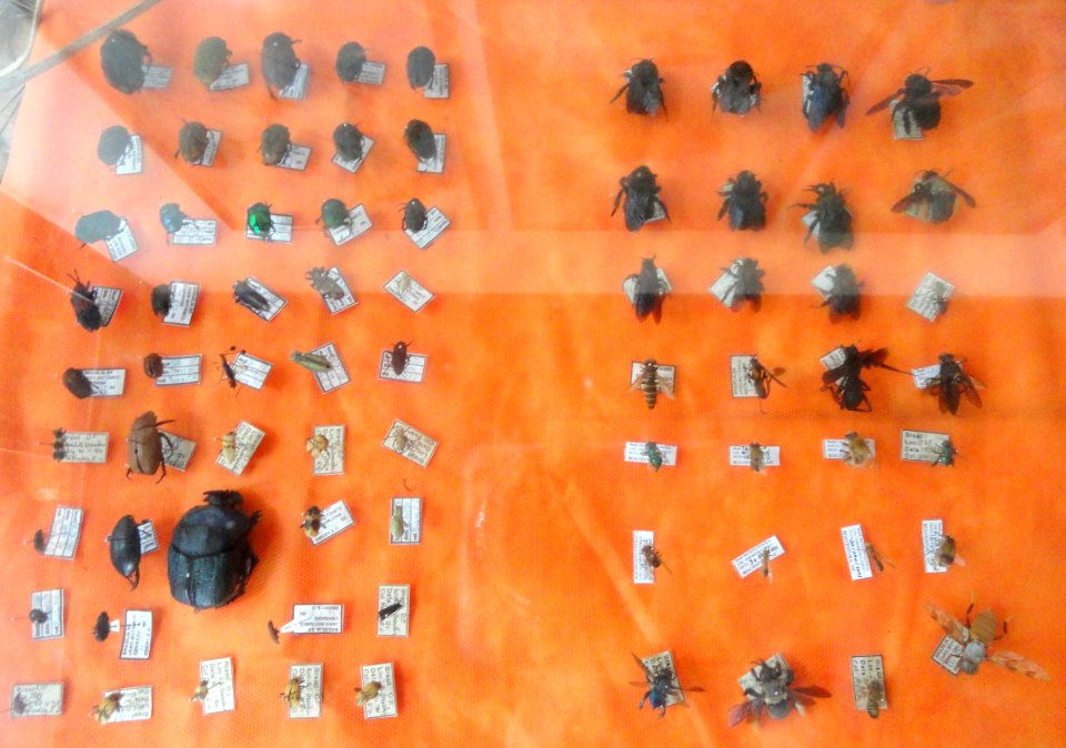Insects - Visitors Center - Jardim Botânico de Brasília - DSC09780