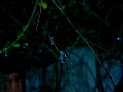 Insects resting in twigs 5