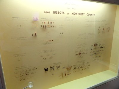 Insects - Pacific Grove Museum of Natural History - DSC06621