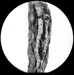 Insecten , cecidomyia saliciperda, galmug, Bestanddeelnr 193-0246