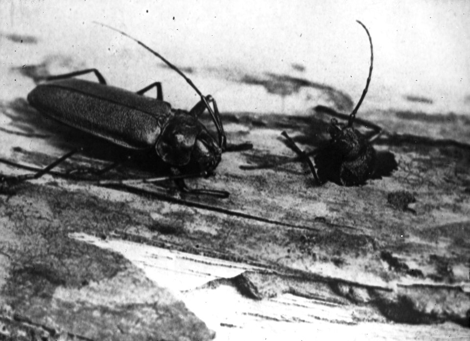 Insecten , boktor, Bestanddeelnr 193-0170