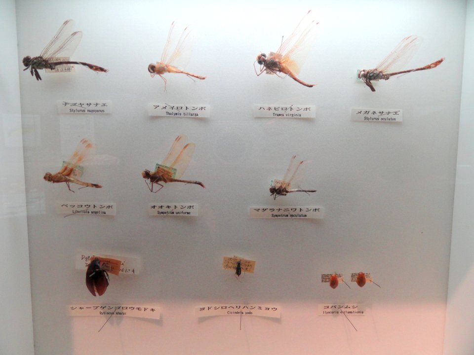 Insect display - Osaka Museum of Natural History - DSC07757