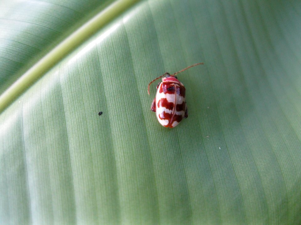 Insect near Sabalito Costa Rica26