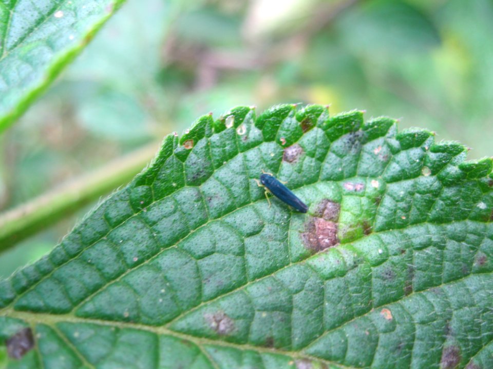 Insect near Sabalito Costa Rica22