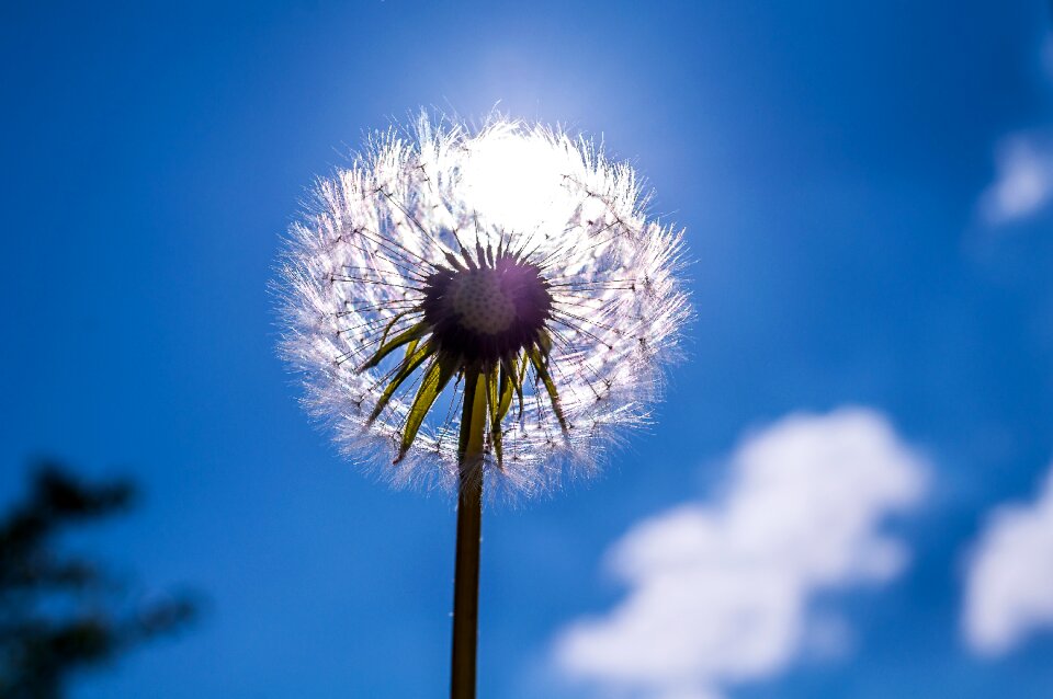 Nature pollen wild flower