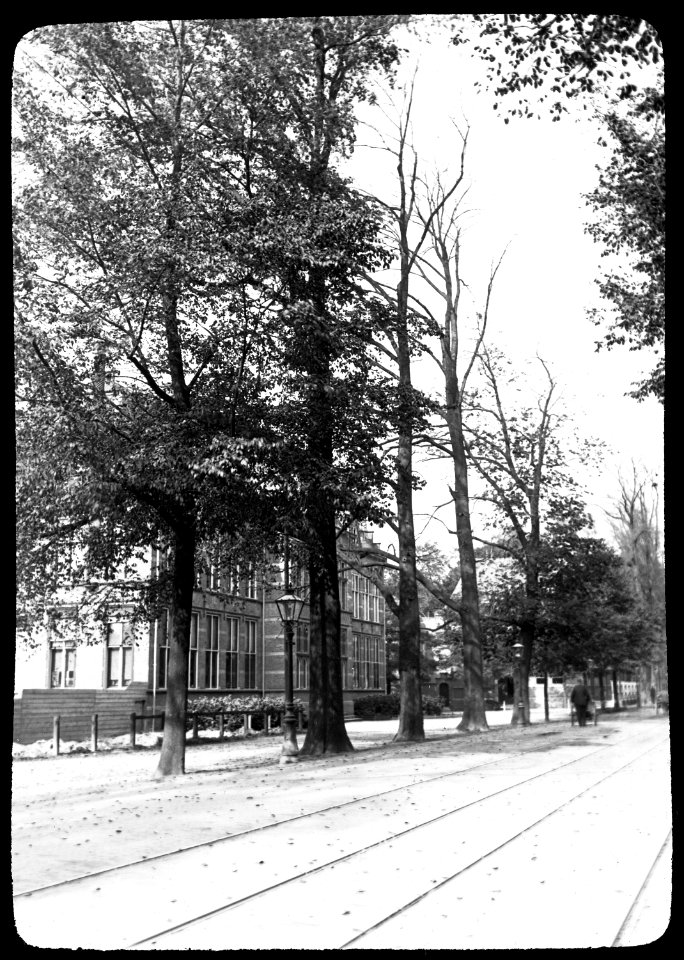Insecten, beschadigingen, bomen, iepenspintkever, iepen, Utrecht, Bestanddeelnr 193-0149