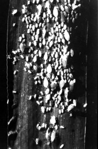Insecten, beschadigingen, bladluis, Bestanddeelnr 193-0973