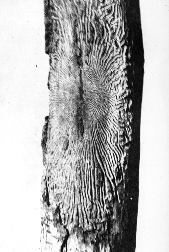 Insecten, beschadigingen, berkenspintkever, Bestanddeelnr 194-1266