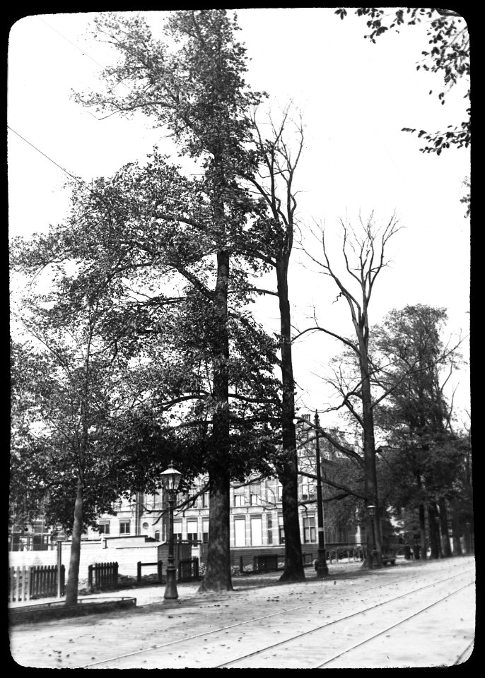 Insecten, beschadigingen, bomen, iepenspintkever, iepen, Utrecht, Bestanddeelnr 193-0150