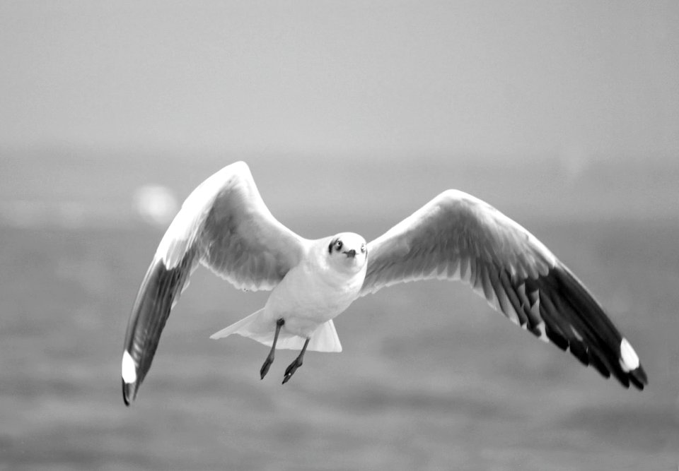 In Flight Mode (137104707)