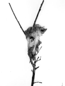 Insecten, beschadigingen, nesten, bastaardsatijnvlinder, Bestanddeelnr 194-0445