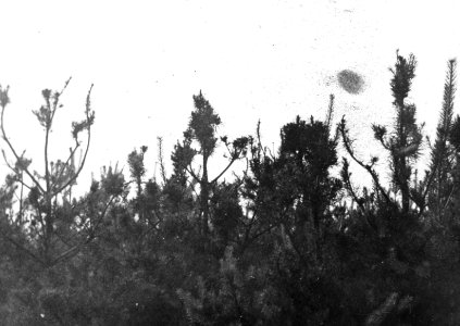 Insecten, beschadigingen, dennenbos, dennenlotrups, Bestanddeelnr 194-0566