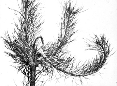 Insecten, beschadigingen, dennenlotrups, Bestanddeelnr 193-0211