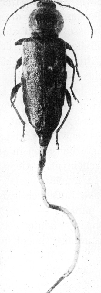 Insecten, beschadigingen, huisbok, Bestanddeelnr 194-0561