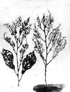 Insecten, beschadigingen, claudius padi, Bestanddeelnr 193-0238