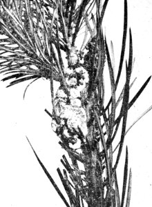 Insecten, beschadigingen, dennenharsbuilrups, Bestanddeelnr 193-0215