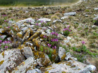 In El Suero Lagoon vegetation
