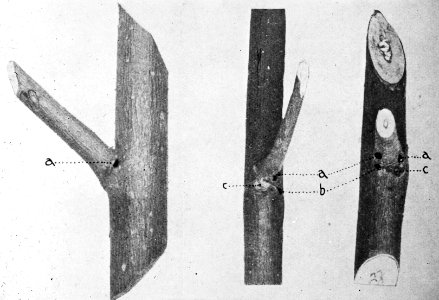 Insecten, beschadigingen, iepenspintkever, Bestanddeelnr 194-0559
