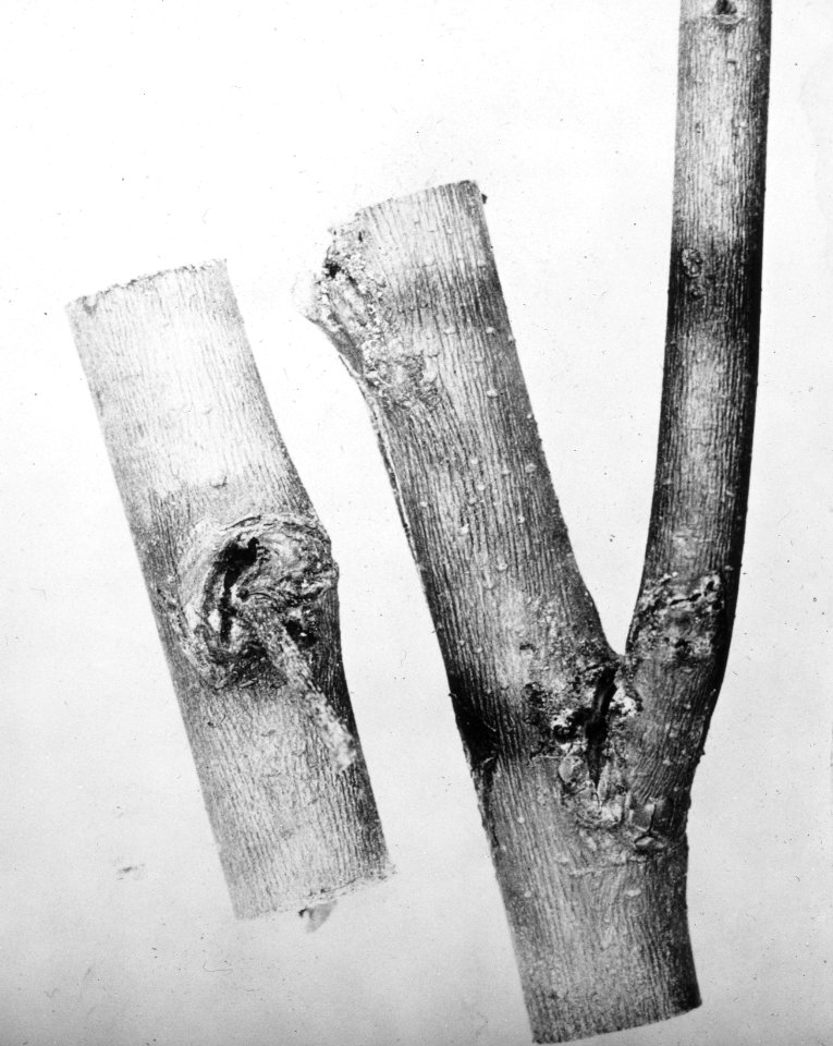 Insecten, beschadigingen, iepenspintkever, Bestanddeelnr 194-0560