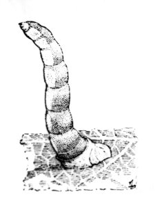 Insecten, beschadigingen, parasietvlieg, eupeleteria magnicornis, Bestanddeelnr 194-0521