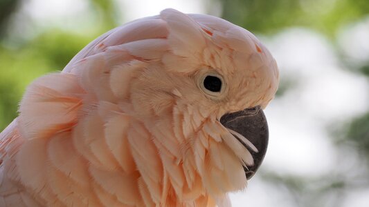 Pink exotic feather photo
