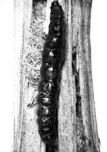 Insecten, rode wilgenhoutrups, Bestanddeelnr 193-0174
