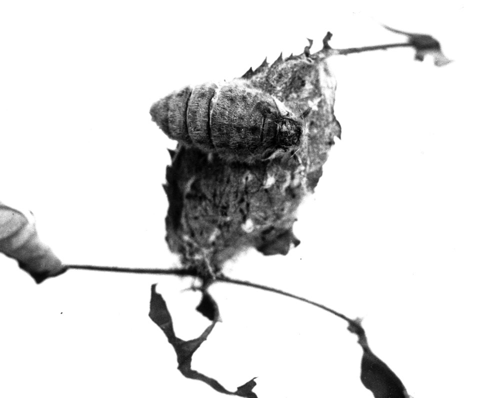 Insecten, orgyia antiqua, Bestanddeelnr 193-0177