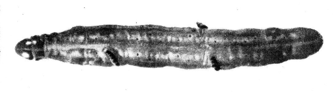 Insecten, beschadigingen, gestreepte dennenrups, ernestia rudis, Bestanddeelnr 193-0203
