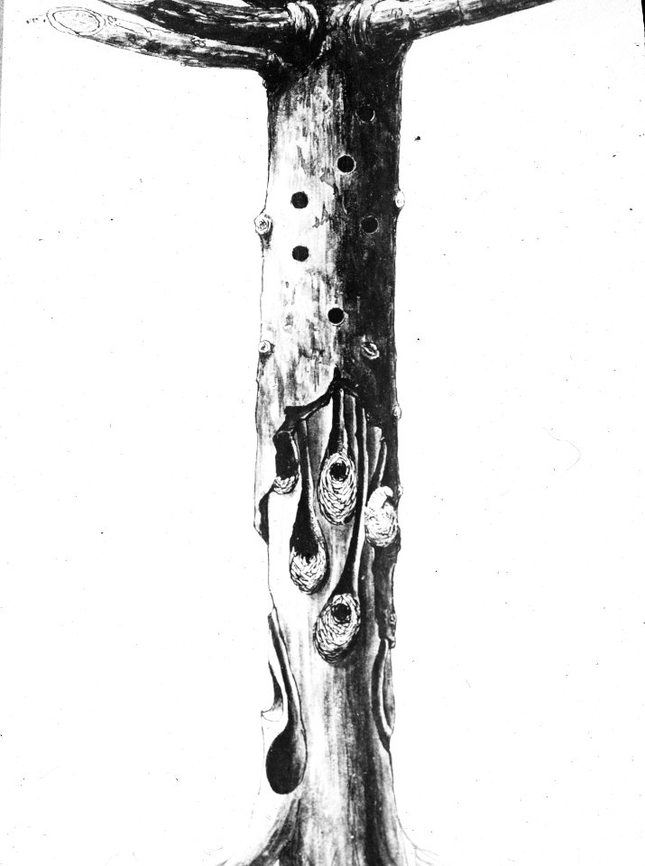 Insecten, beschadigingen, gangen, pissodes notatus, Bestanddeelnr 193-0136