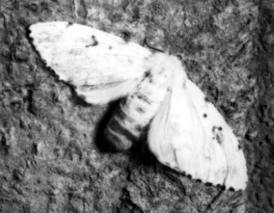 Insecten, beschadigingen, plakker of stamuil, Bestanddeelnr 194-0610