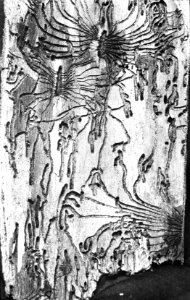 Insecten, gangen, iepenspintkever, Bestanddeelnr 193-0152