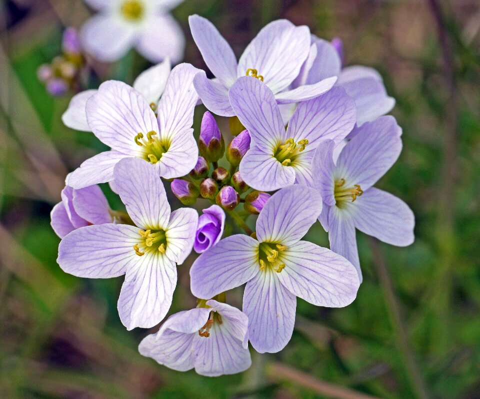 Umbel spring meadow wild flowers photo