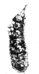 Insecten , nonvlinder, Bestanddeelnr 193-0193