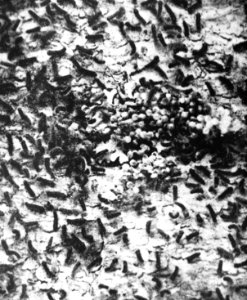 Insecten , nonvlinder, Bestanddeelnr 193-0188