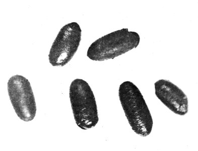 Insecten , nonvlinder, parasietvlieg, Bestanddeelnr 193-0196