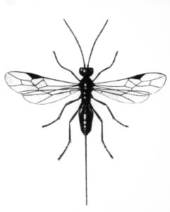 Insecten, beschadigingen, bracon sp., sluipwesp, grapholitha strobillella, Bestanddeelnr 194-0516