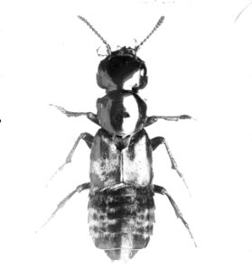 Insecten , kortschildkever (creophilus maxillosus), Bestanddeelnr 193-0128