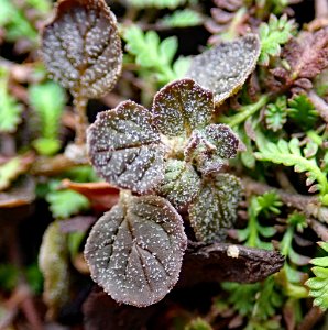 INaturalist Dysphania pusilla 19744035 2