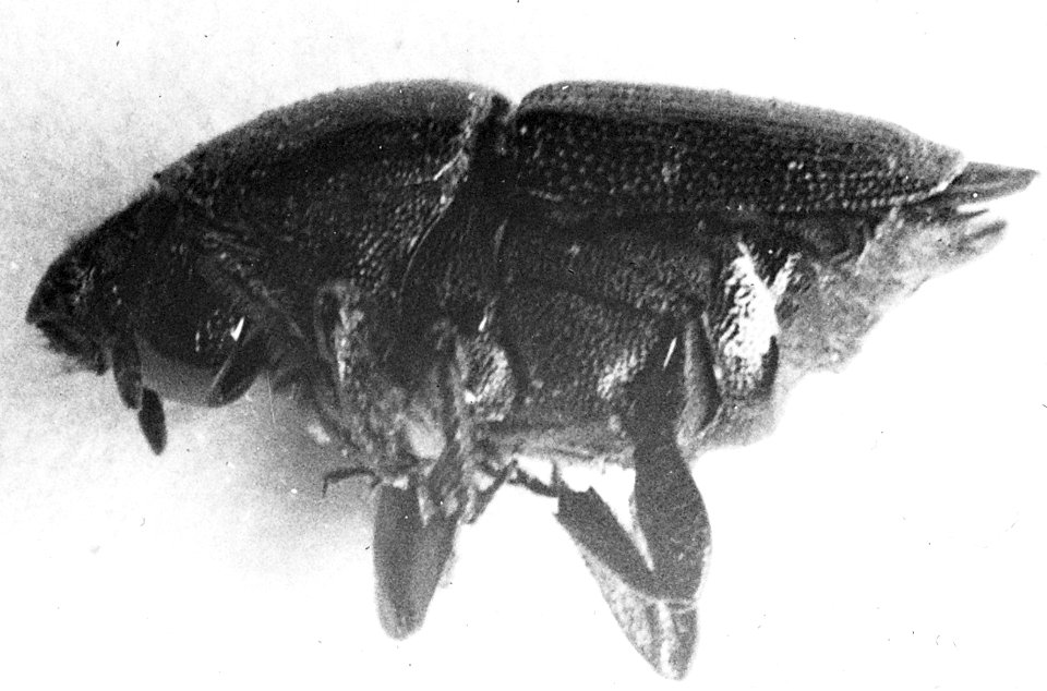 Insecten , iepenspintkever, Bestanddeelnr 193-0146