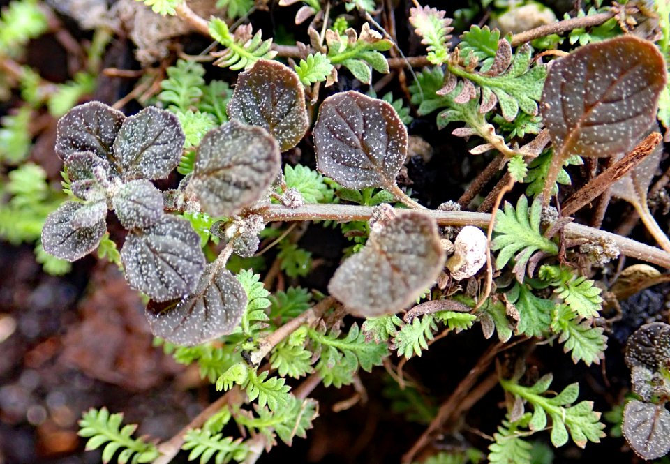 INaturalist Dysphania pusilla 19744035 1