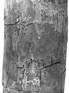 Insecten , dennenscheerder, Bestanddeelnr 193-0163