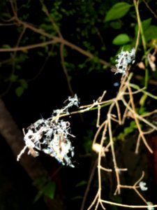 Insects resting in twigs 6
