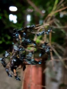 Insects resting in twigs