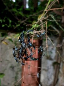 Insects resting in twigs 2