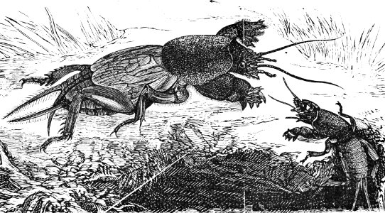 Insecten , veenmol, Bestanddeelnr 193-0259