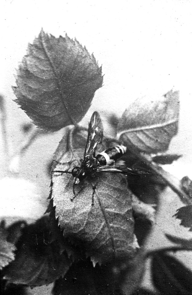 Insecten , bladwesp (tenthredo), Bestanddeelnr 193-0237