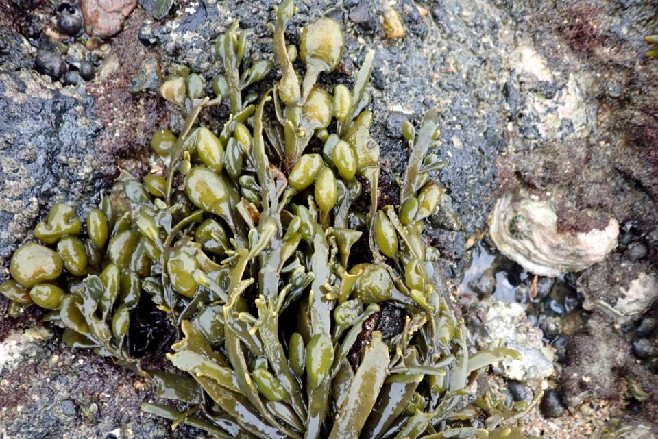 INaturalist Ascophyllum nodosum