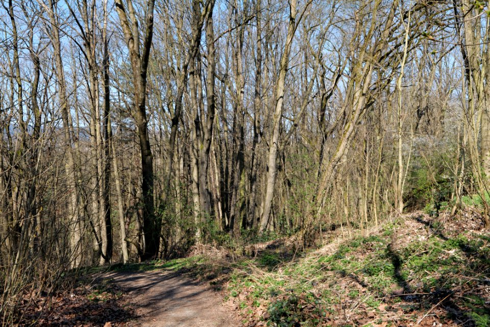 In den Fichten Oberhöchstadt 2020-03-25 03