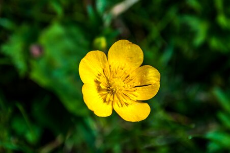 Meadow yellow green photo