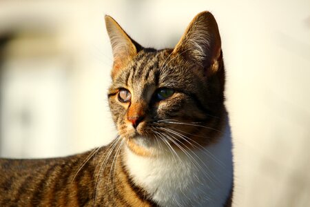 Cat baby domestic cat mieze